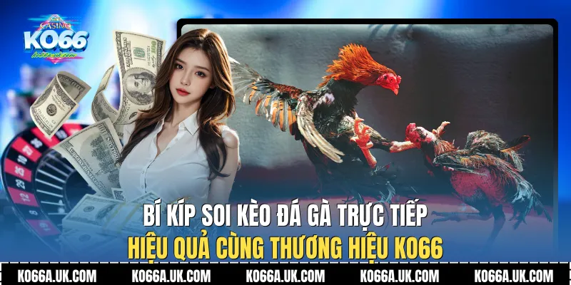 Bí kíp soi kèo Đá Gà Trực Tiếp hiệu quả cùng thương hiệu Ko66